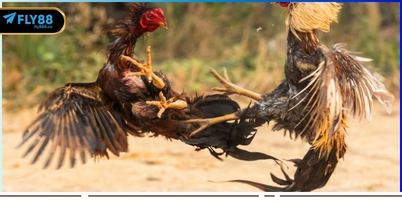 Tổng quan chung thông tin cơ bản về đá gà cựa dao